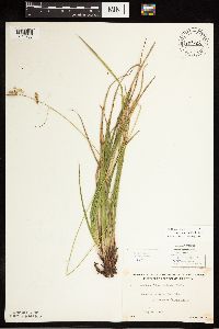 Carex castanea image