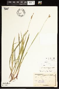 Carex castanea image
