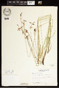 Carex castanea image