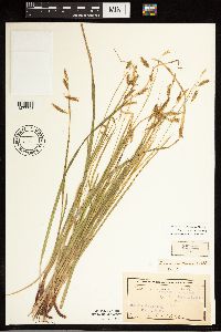 Carex castanea image