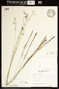 Carex castanea image