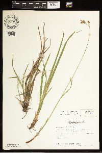 Carex castanea image