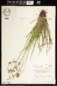 Carex castanea image