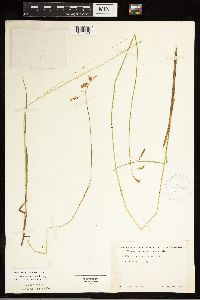 Carex castanea image