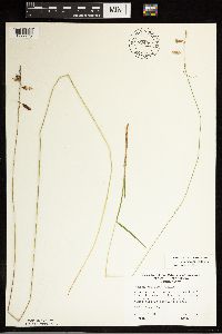 Carex castanea image