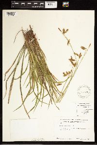 Carex castanea image