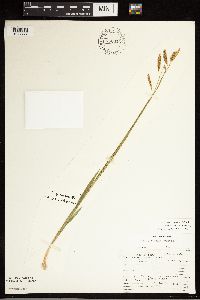 Carex castanea image