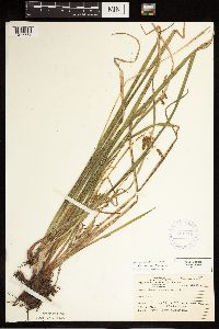 Carex castanea image