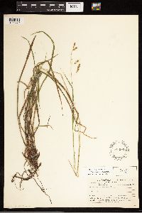 Carex castanea image