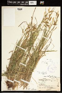 Carex castanea image