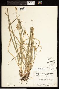 Carex castanea image