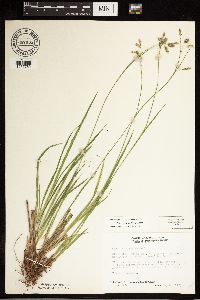Carex castanea image