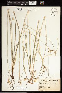 Carex castanea image