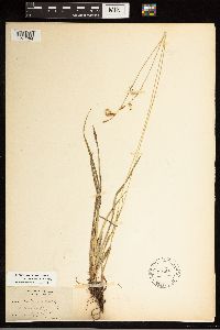 Carex castanea image