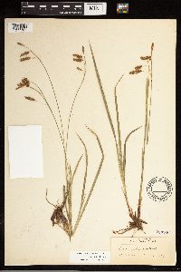 Carex castanea image