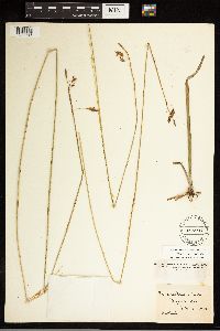 Carex castanea image