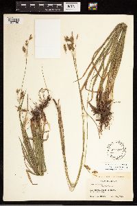 Carex castanea image