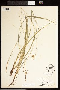 Carex castanea image