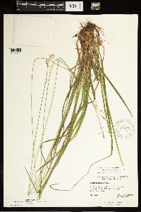 Carex castanea image