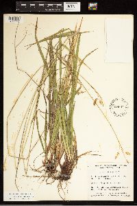 Carex castanea image