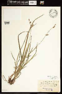 Carex castanea image