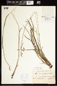 Carex castanea image