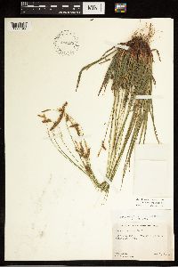 Carex castanea image