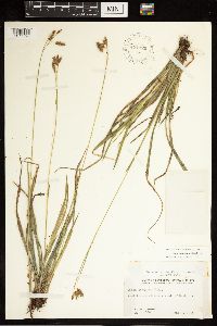 Carex castanea image