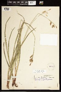 Carex castanea image