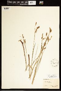 Carex castanea image