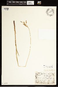 Carex castanea image