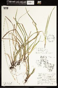 Carex castanea image