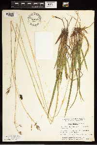 Carex castanea image