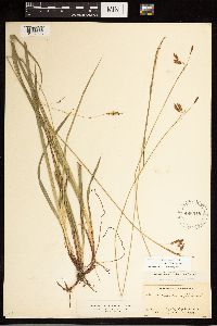 Carex castanea image