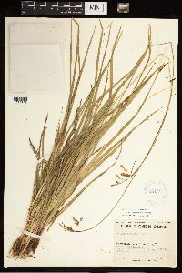 Carex castanea image