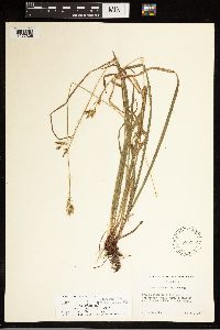 Carex castanea image