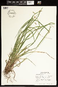 Carex castanea image
