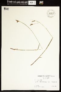 Carex castanea image
