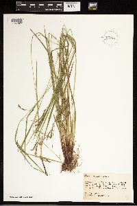Carex debilis image