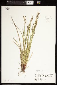Carex debilis image