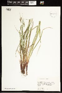 Carex debilis image