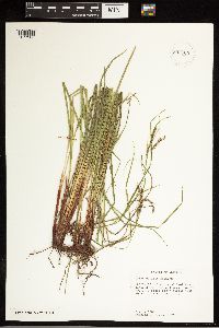 Carex debilis image