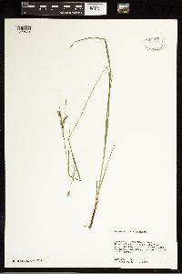 Carex debilis image