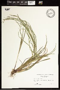 Carex debilis image