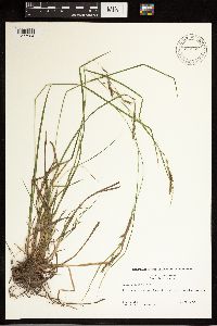 Carex debilis image