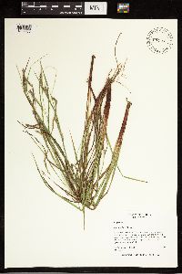 Carex debilis image