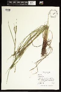 Carex debilis image