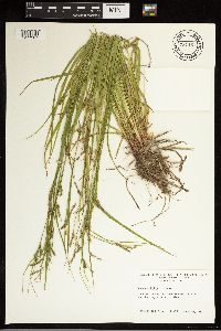Carex debilis image