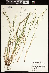 Carex debilis image