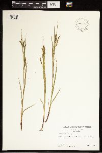 Carex debilis image